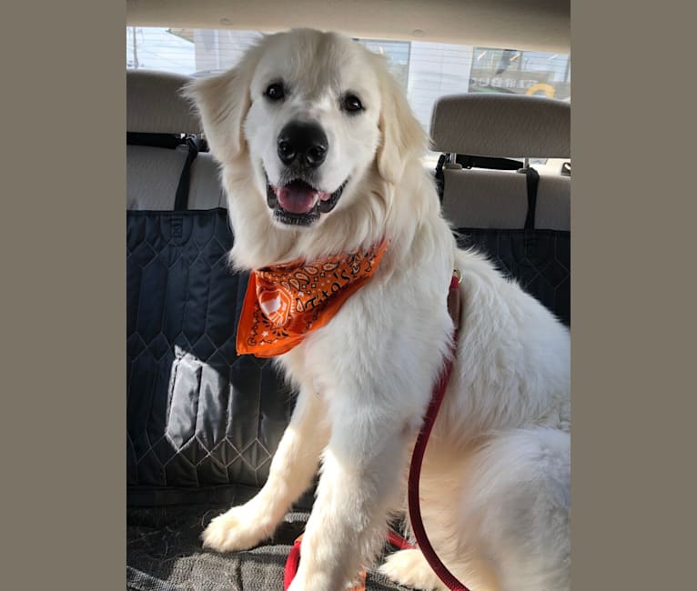 Finn, a Great Pyrenees and Beagle mix tested with EmbarkVet.com