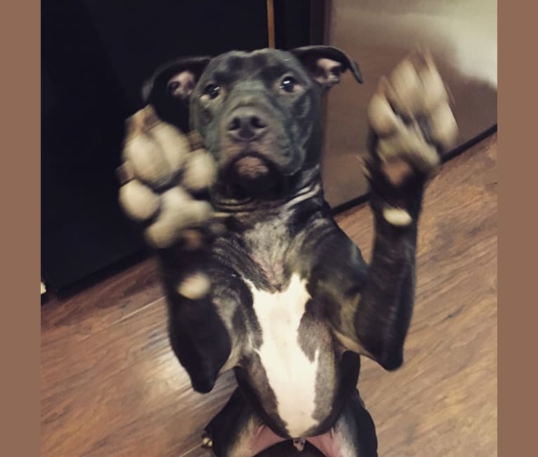 Photo of Ollie, an American Pit Bull Terrier  in Pennsylvania, USA