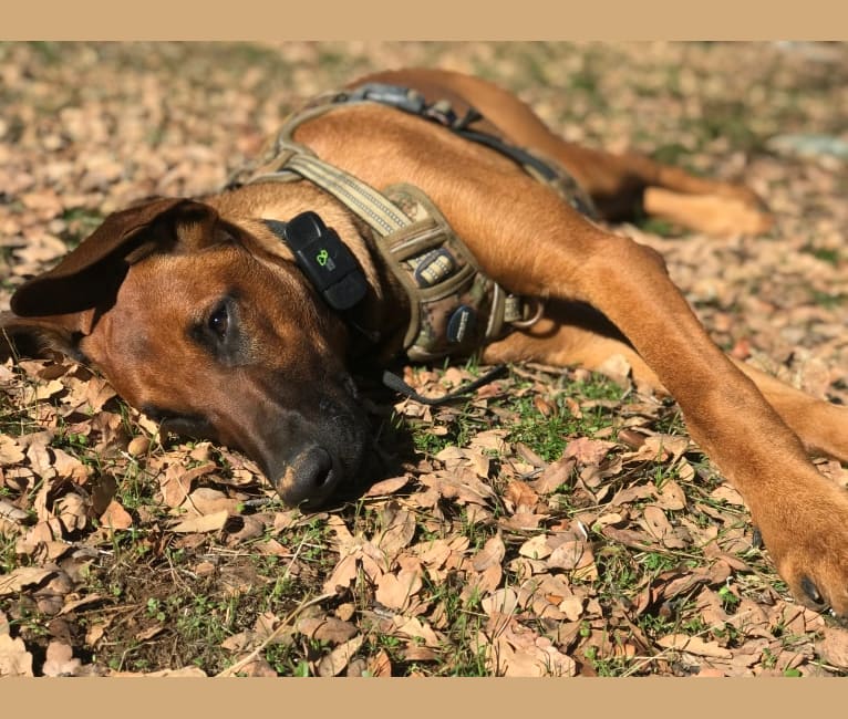 Rocket, a Doberman Pinscher and Belgian Malinois mix tested with EmbarkVet.com