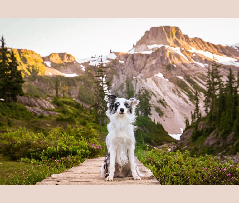 Joey, a Border Collie tested with EmbarkVet.com