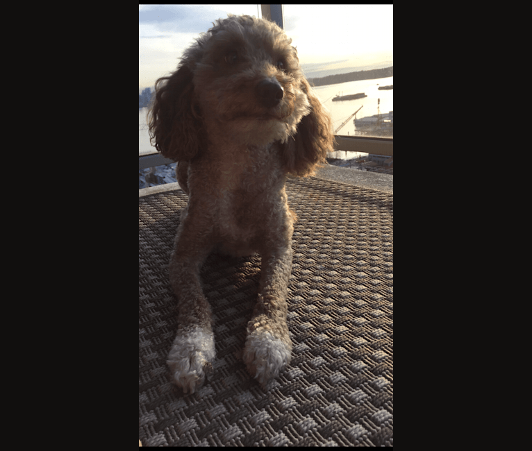 Photo of Seven, an Aussiedoodle  in North Vancouver, British Columbia, Canada