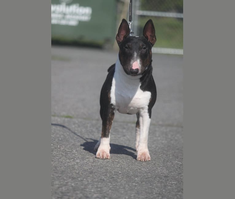 Bacon, a Miniature Bull Terrier tested with EmbarkVet.com