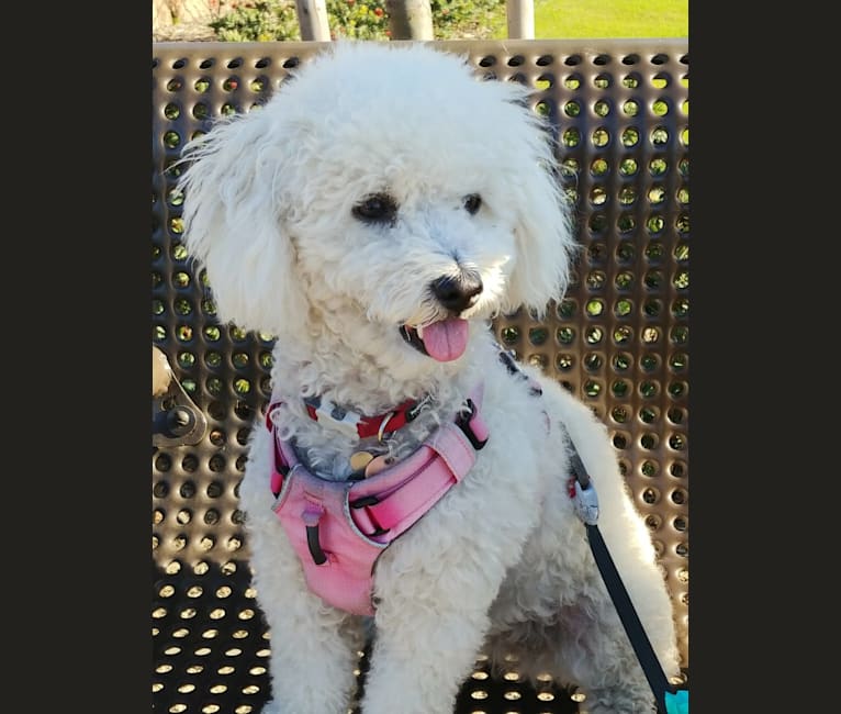 Bobo, a Poodle (Small) and Pekingese mix tested with EmbarkVet.com