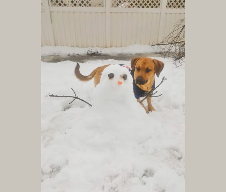 Cody, a Basset Hound and Australian Cattle Dog mix tested with EmbarkVet.com