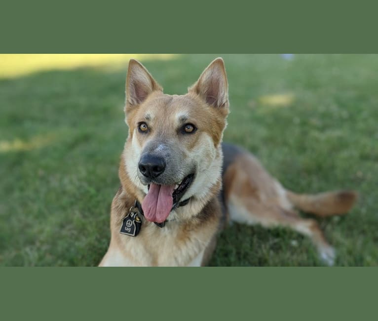 Loki, a German Shepherd Dog and Siberian Husky mix tested with EmbarkVet.com