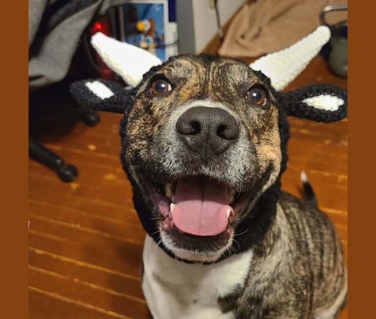 Latke, an American Pit Bull Terrier and Australian Cattle Dog mix tested with EmbarkVet.com