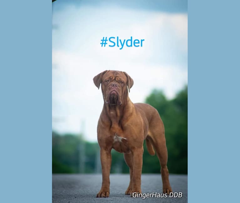 Slyder, a Dogue de Bordeaux tested with EmbarkVet.com