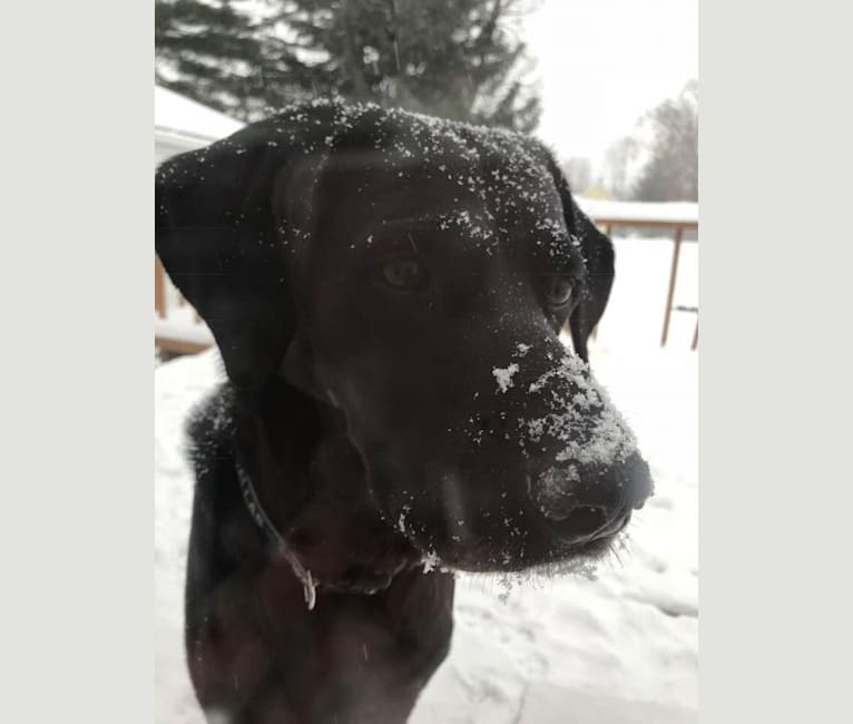 Photo of Bear, a German Shorthaired Pointer, Australian Cattle Dog, Cocker Spaniel, Pointer, and Chow Chow mix in Merrillville, Indiana, USA