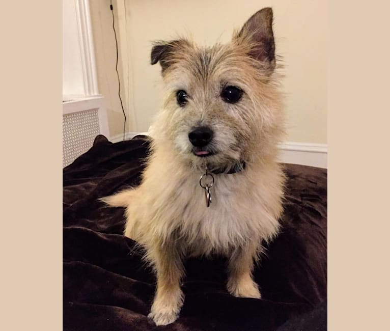 Pippin, a Cairn Terrier and Russell-type Terrier mix tested with EmbarkVet.com