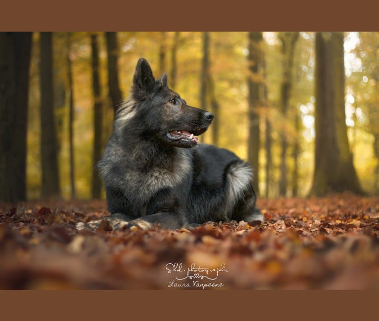 Mystic, a German Shepherd Dog tested with EmbarkVet.com