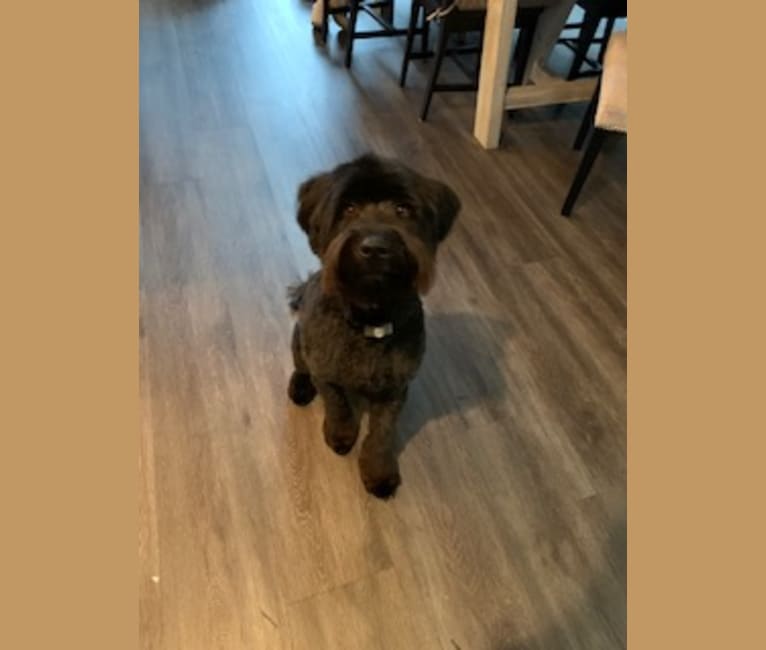 Snoop, a Soft Coated Wheaten Terrier and Golden Retriever mix tested with EmbarkVet.com