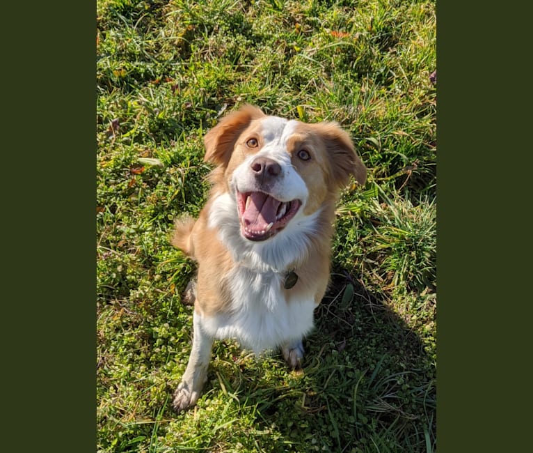 Graal, a Border Collie and Brittany mix tested with EmbarkVet.com