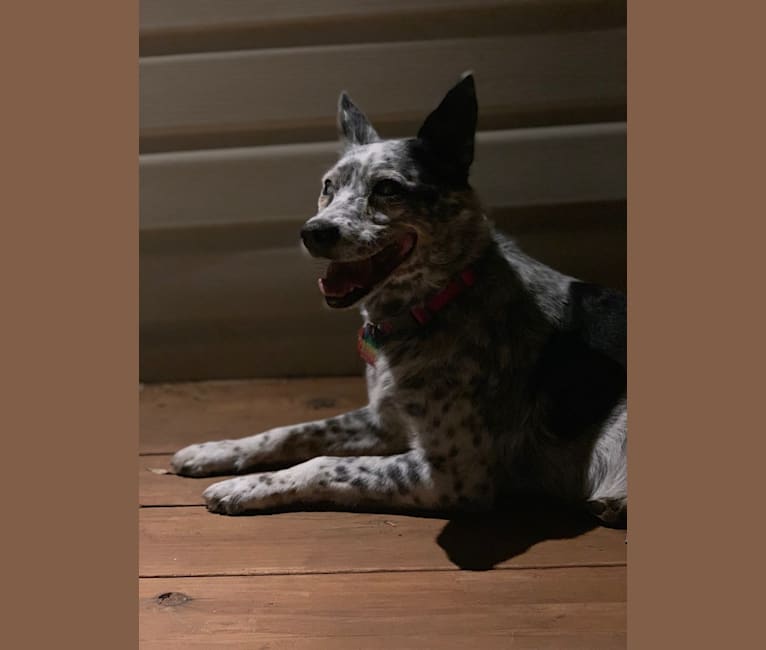 Pepper, an Australian Cattle Dog and Border Collie mix tested with EmbarkVet.com