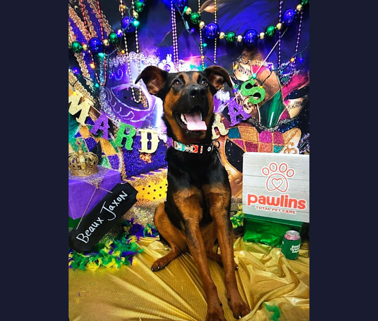 Photo of Beaux Jaxon, a German Shepherd Dog, Labrador Retriever, American Bulldog, and Rottweiler mix in New Orleans, Louisiana, USA