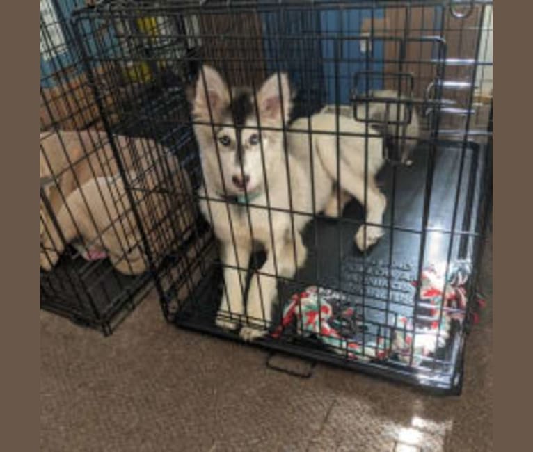 Photo of Yukon Jack, a Siberian Husky, German Shepherd Dog, and Alaskan Malamute mix in Texas, USA