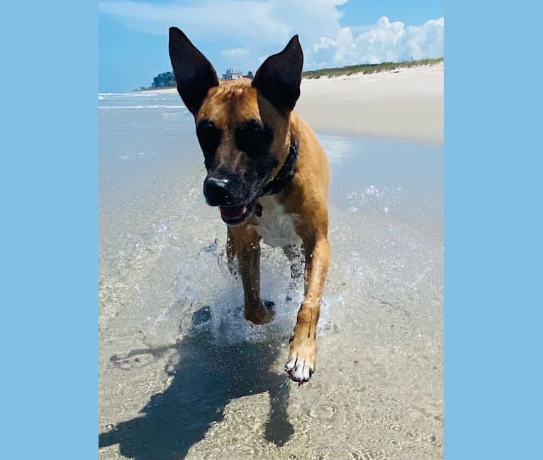 Photo of Takumi, an American Pit Bull Terrier and German Shepherd Dog mix in Port St. Lucie, Florida, USA