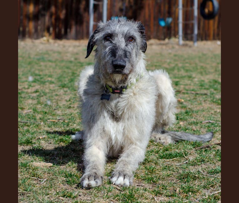 Photo of Shadow, an Irish Wolfhound  in Denver, Colorado, USA