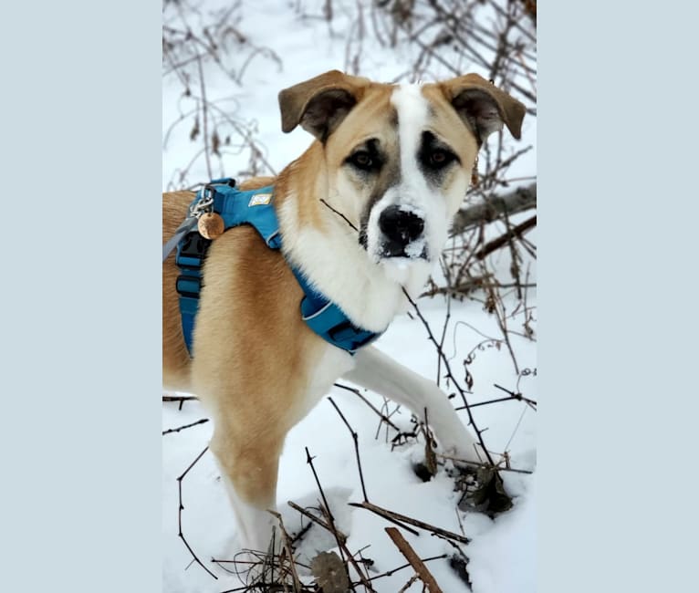 Photo of Tashi, an American Pit Bull Terrier and Akita mix in Lakeville, Minnesota, USA