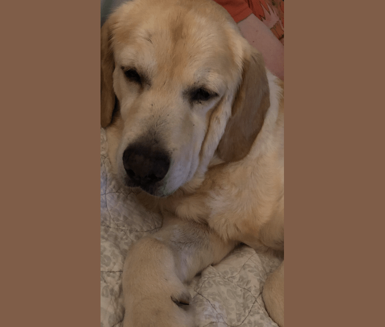 Kevin, a Labrador Retriever and Golden Retriever mix tested with EmbarkVet.com