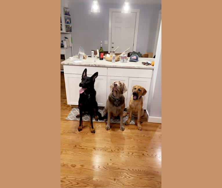 Photo of Buck, an Anatolian Shepherd Dog, German Shepherd Dog, American Pit Bull Terrier, and Chow Chow mix in Mississippi, USA