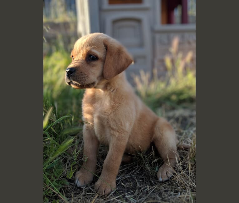Rocky, a Labrador Retriever tested with EmbarkVet.com