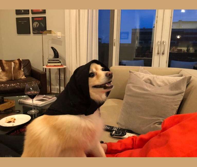 Embark Dog Dna Test Breed