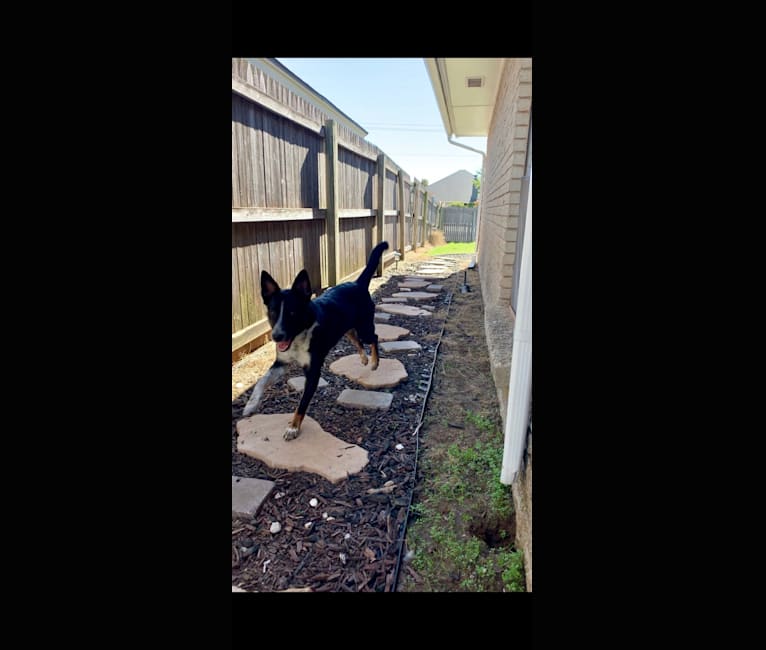 Archie, an Australian Cattle Dog and Australian Shepherd mix tested with EmbarkVet.com