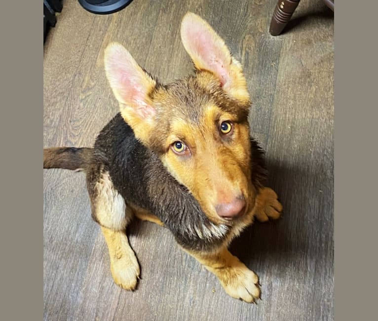 Duchess, a German Shepherd Dog tested with EmbarkVet.com