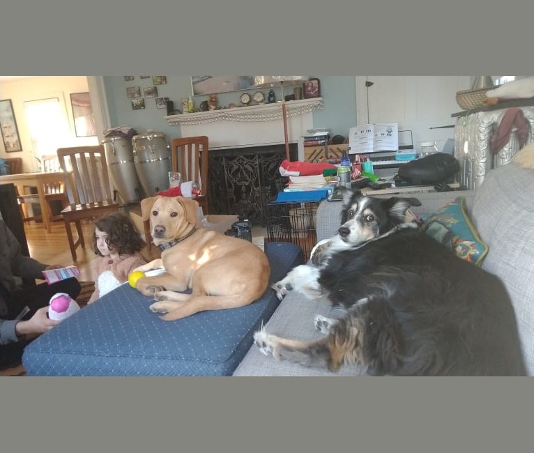 Photo of Bowie, a Labrador Retriever, American Pit Bull Terrier, Chow Chow, Golden Retriever, and Mixed mix in North Andover, Massachusetts, USA
