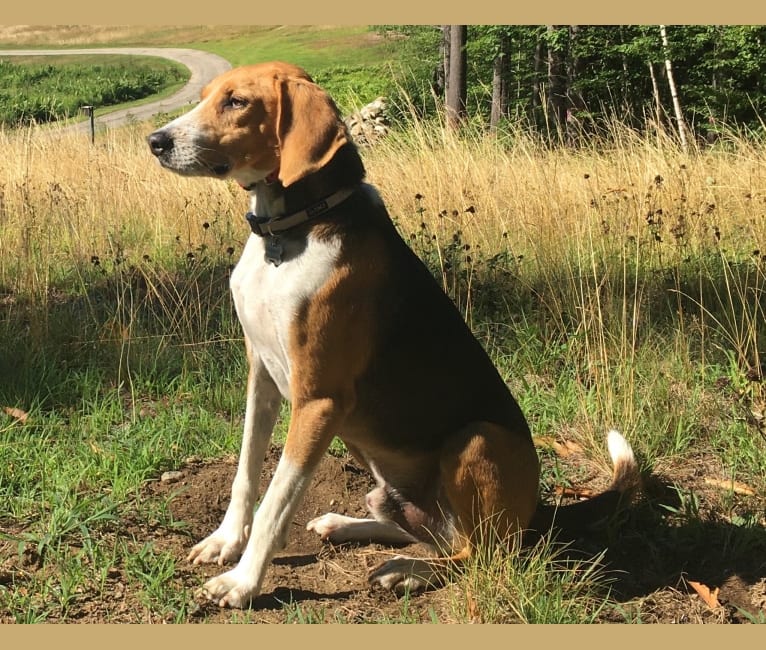 Emerson, an American Foxhound tested with EmbarkVet.com