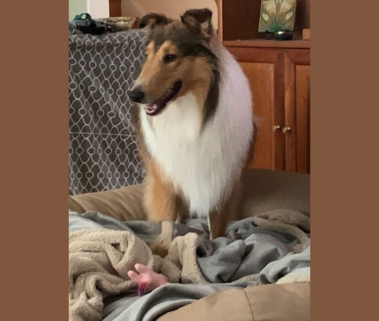 Photo of Charlie, a Collie 