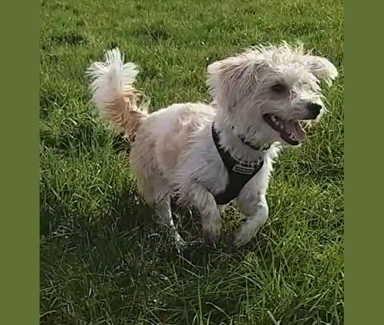 Scruffy Murphy, a Russell-type Terrier and Bichon Frise mix tested with EmbarkVet.com