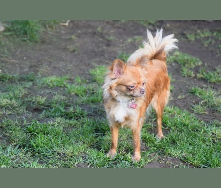 GiaVanni, a Chihuahua tested with EmbarkVet.com