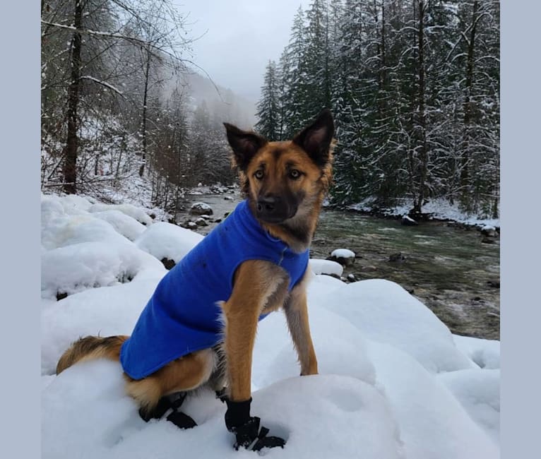 Lucy, a Formosan Mountain Dog tested with EmbarkVet.com