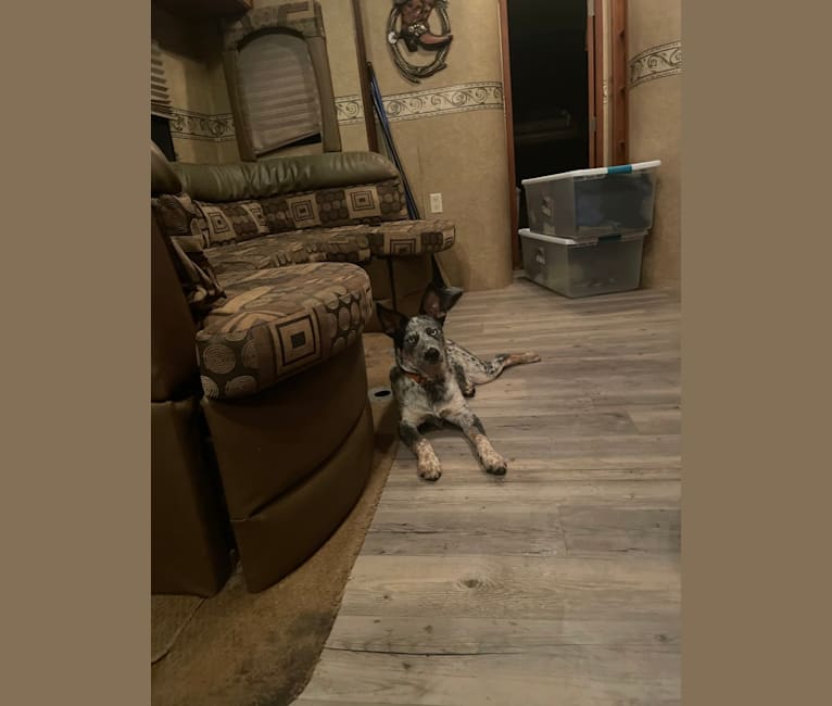 Concho Waylon Willis, an Australian Cattle Dog tested with EmbarkVet.com
