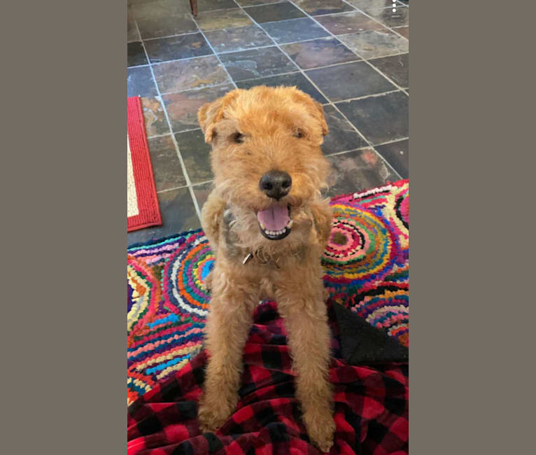 Harrison, a Welsh Terrier tested with EmbarkVet.com