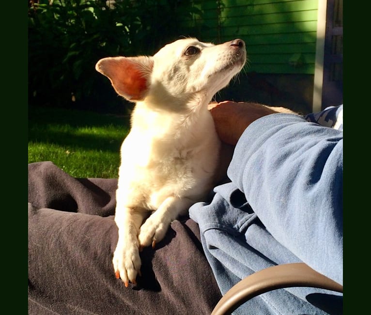 Photo of Little, a Chihuahua, Dachshund, Pekingese, and Mixed mix in Portland, Oregon, USA