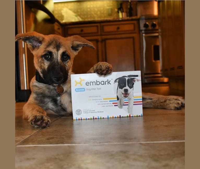 Smokey, a German Shepherd Dog and Siberian Husky mix tested with EmbarkVet.com