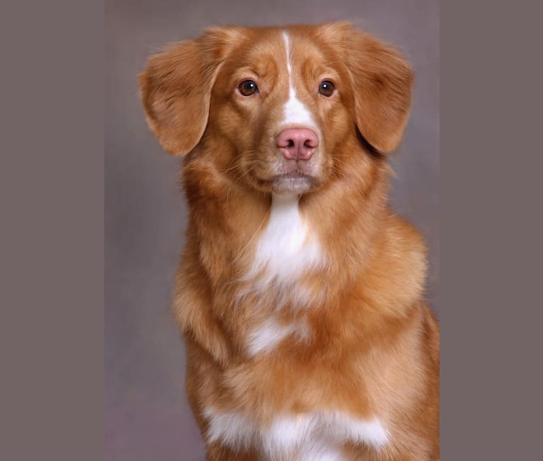 Poppy, a Nova Scotia Duck Tolling Retriever tested with EmbarkVet.com