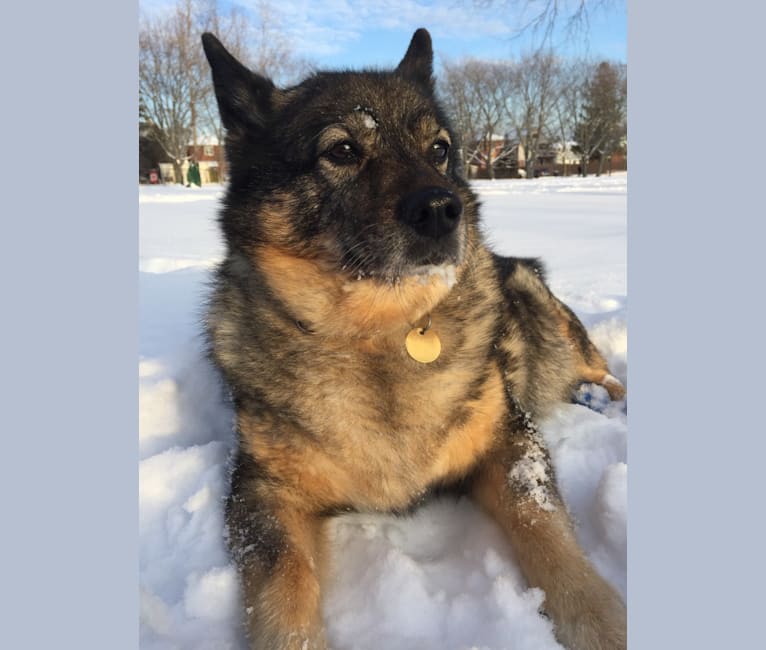 Cora, an Australian Cattle Dog and Keeshond mix tested with EmbarkVet.com