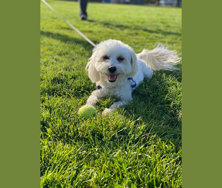 Photo of Squishy, a Poodle (Small), Maltese, Chihuahua, and Mixed mix in Byron, California, USA