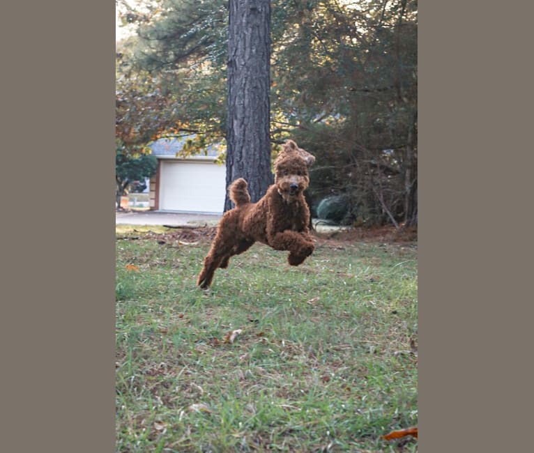 Photo of Rowdy, a Poodle (Standard)  in Tulsa, Oklahoma, USA