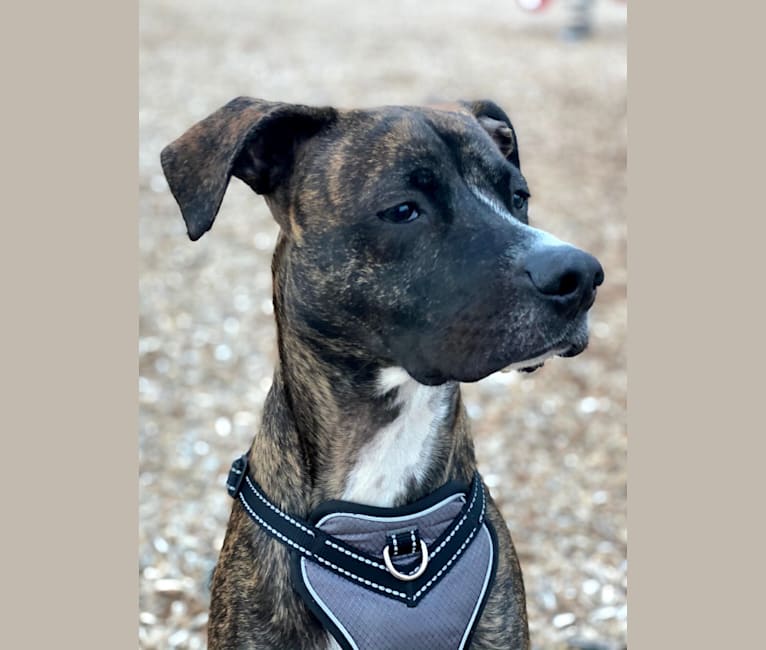 Photo of Dax, an American Pit Bull Terrier, Boxer, and Mixed mix in Edwardsville, Illinois, USA