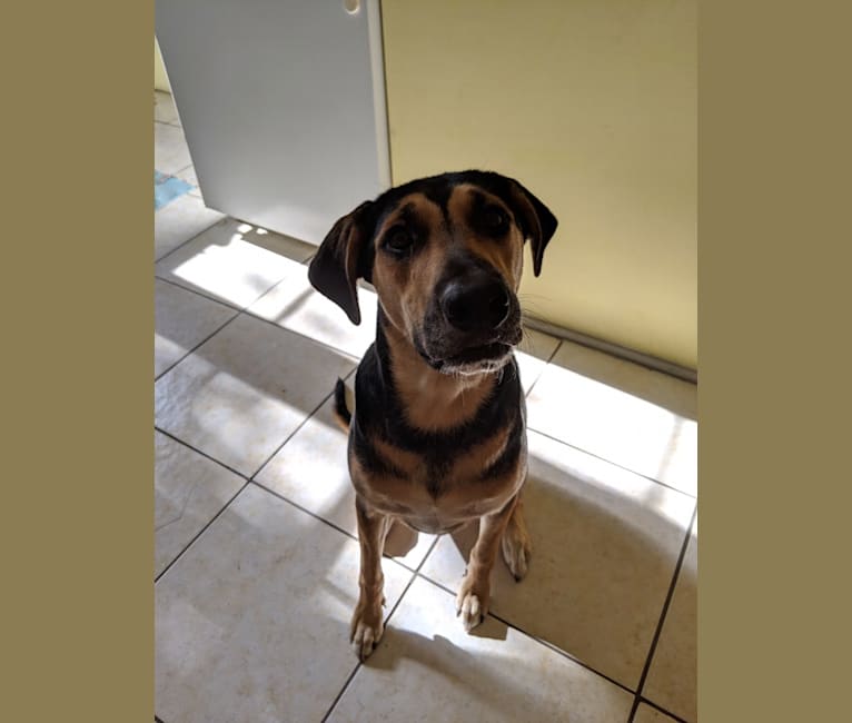 Embark Dog Dna Test Breed