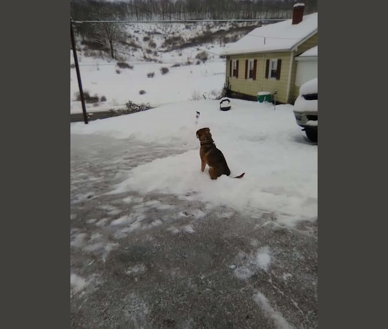 Bucco, an American English Coonhound and Labrador Retriever mix tested with EmbarkVet.com