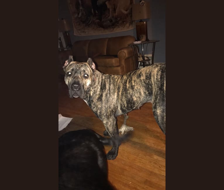 Embark Dog Dna Test Breed