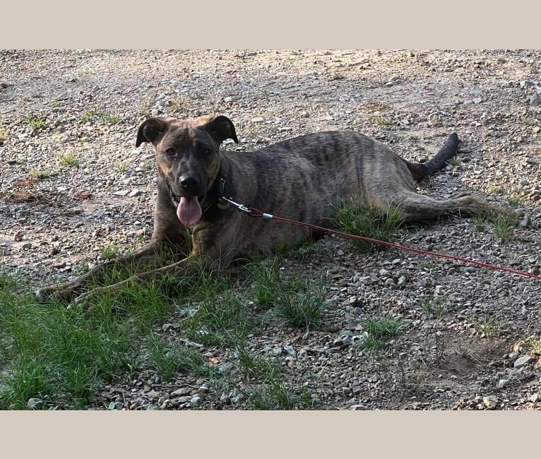 Photo of Roscoe, a German Shepherd Dog, Boxer, Plott, Alaskan Malamute, and American Pit Bull Terrier mix in Evening Shade, AR, USA