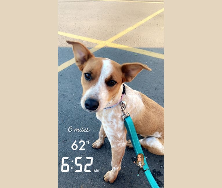 Photo of Gabby, an Australian Cattle Dog, American Pit Bull Terrier, English Springer Spaniel, and Mixed mix in Bismarck, North Dakota, USA