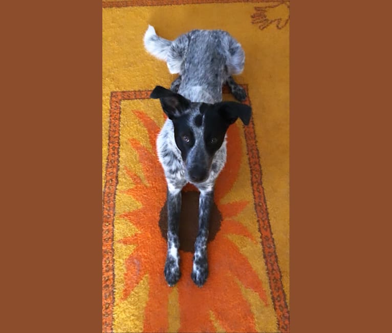 Tad, an Australian Cattle Dog and German Shepherd Dog mix tested with EmbarkVet.com