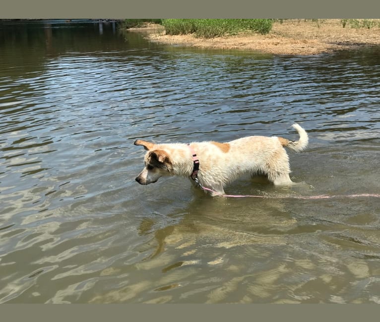 Photo of Millie, an Australian Cattle Dog, Great Pyrenees, Labrador Retriever, and Border Collie mix in St. Louis, Missouri, USA